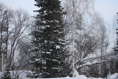 Winter forest, trees, beautiful landscape