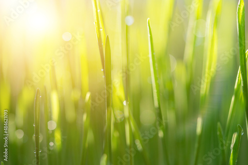 Green grass natural background, springtime, soft focus.