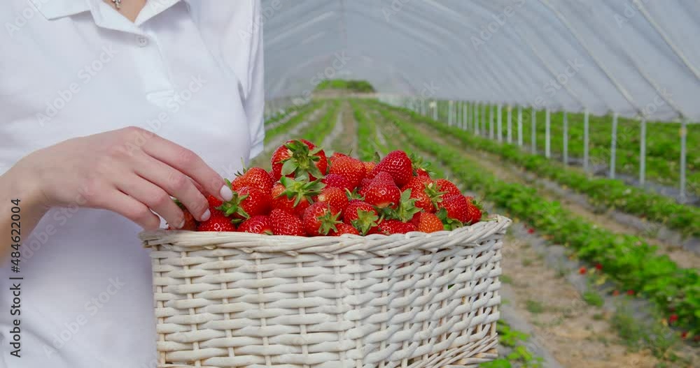 Young woman standing on strawberry plantation and holding basket full of freshly picked berries. Focus of sweet red fruits. Concept of people and farming. Young woman standing on strawberry plantation and holding basket full of freshly picked berries. Focus of sweet red fruits. Concept of people and farming.