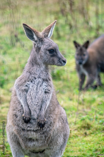 Portrait of Bennett's Wallaby on the grass