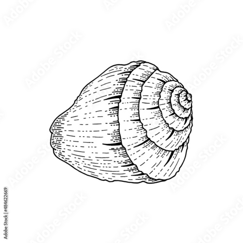 Shell vector. Seashell sketch illustration. Sea beach vintage icon. Ink hand drawn sea shell art. Marine summer isolated silhouette. Engraved ocean animal in vintage style isolated on white background