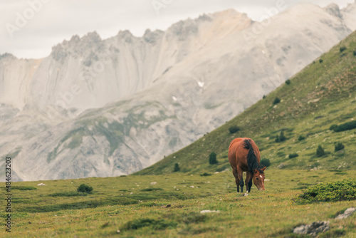 Mountainous landscape in Switzerland with cows and horses