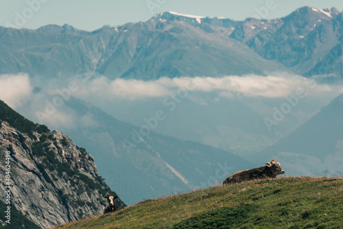 Mountainous landscape in Switzerland with cows and horses