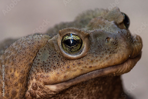 brazilian frog - Rhinella icterica photo