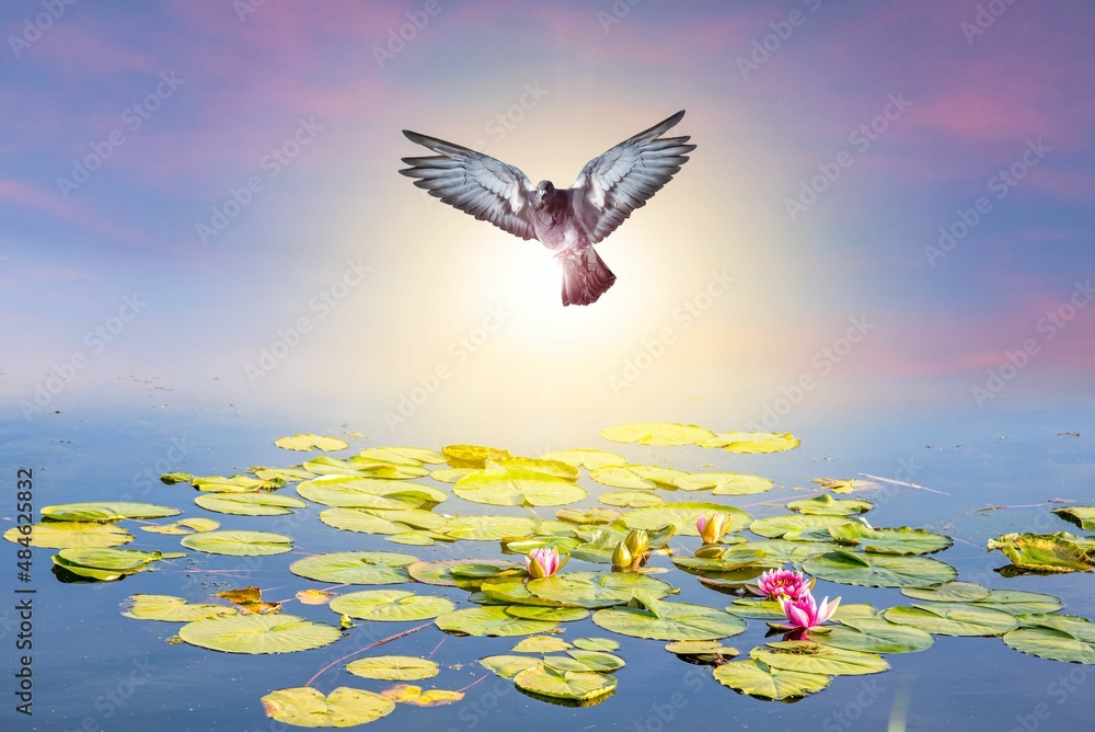 Dove to the sky, news of the world . beautiful religion background