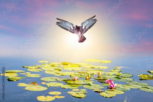 Dove to the sky, news of the world .  beautiful religion background