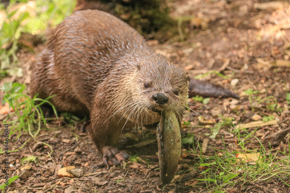 An Asian Small-clawed Otter biting off a piece of fish An Asian Small-clawed Otter biting off a piece of fish