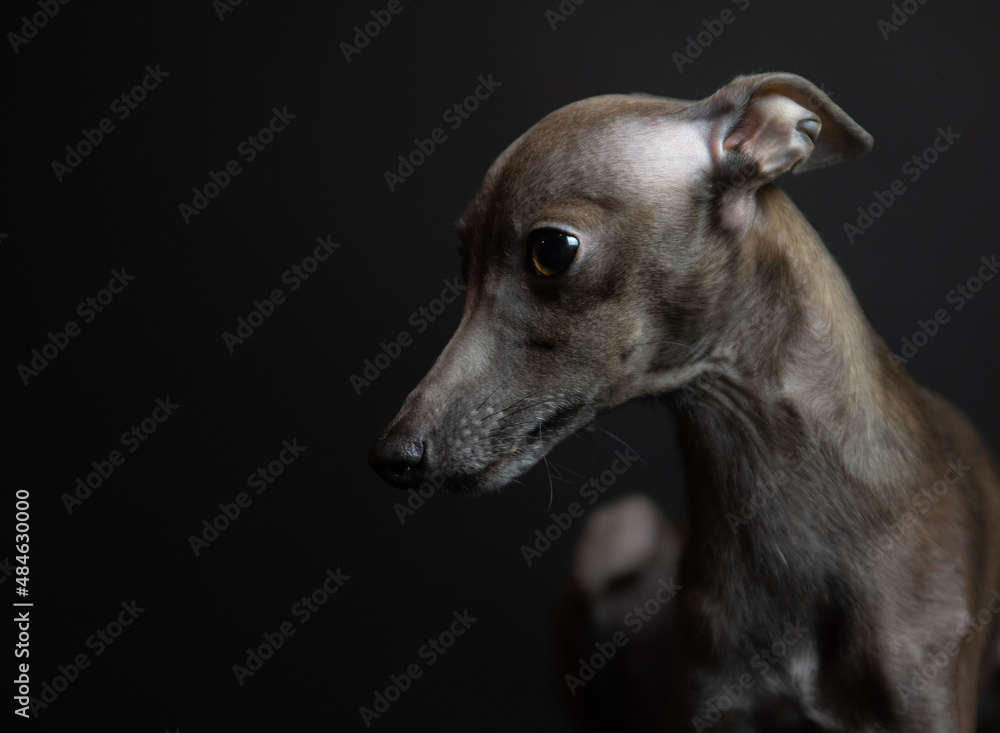 portrait of a small Italian greyhound. levretka in the studio