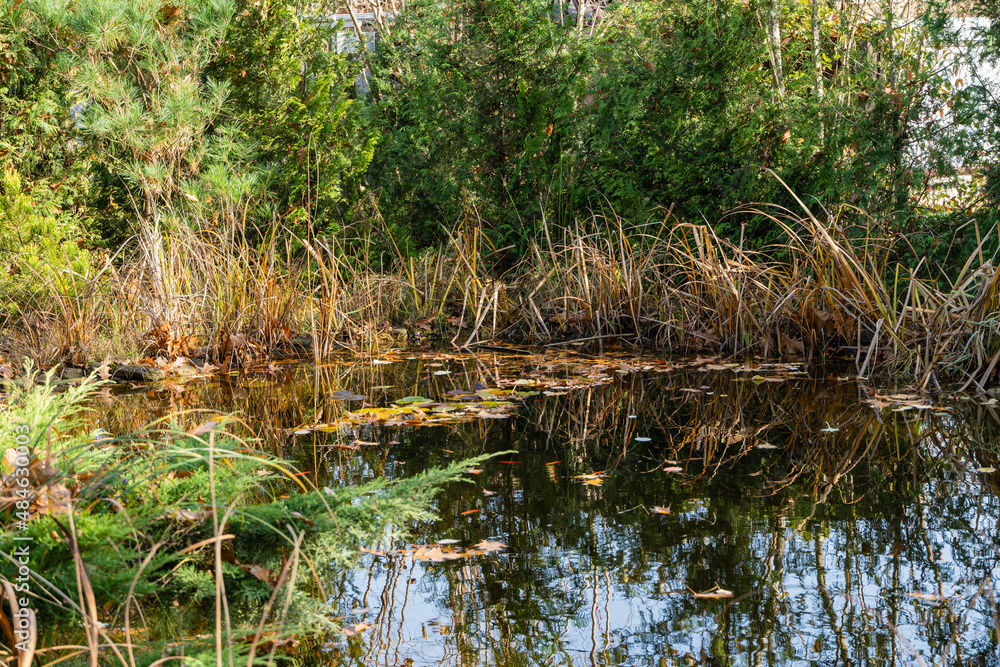 Magic pond is strewn with golden oak leaves. Evergreen and aquatic plants grow on shore. Reflection of aquatic plants and blue sky in water. Golden autumn in Landscaped garden. Relaxation atmosphere. Magic pond is strewn with golden oak leaves. Evergreen and aquatic plants grow on shore. Reflection of aquatic plants and blue sky in water. Golden autumn in Landscaped garden. Relaxation atmosphere.