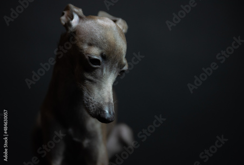 portrait of a small Italian greyhound