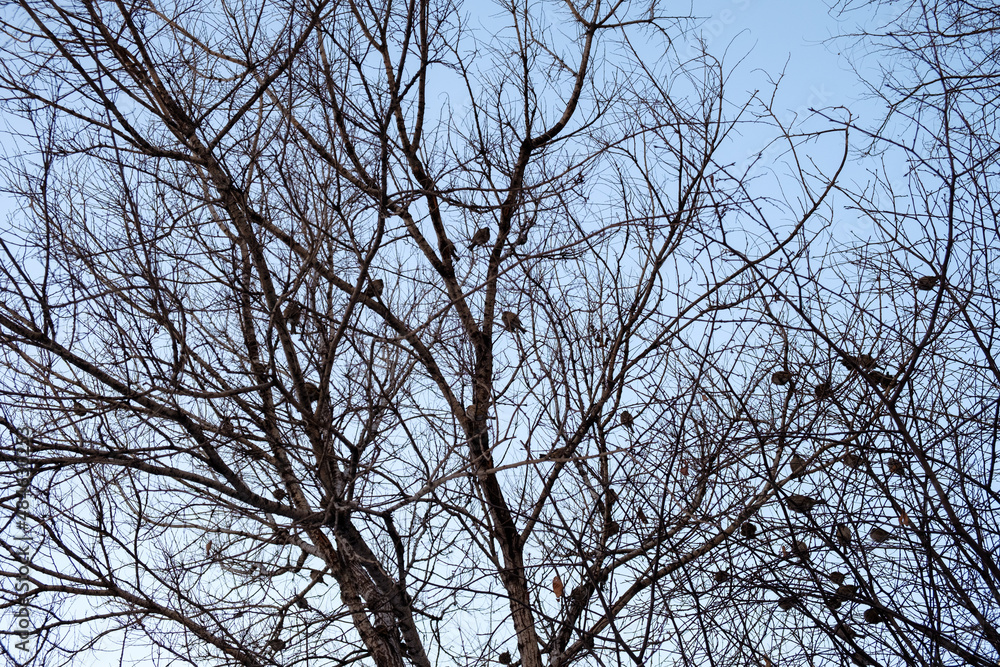 branches against blue sky branches against blue sky