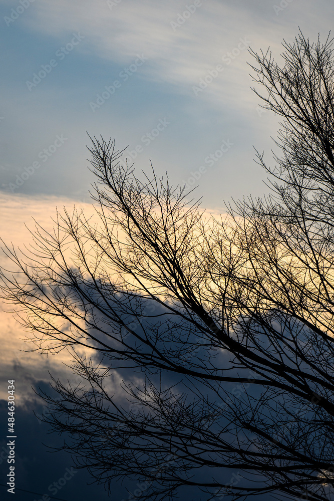 木と夕焼け 木と夕焼け