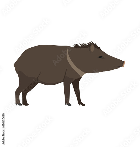 Collared peccary seen in side view - Flat style vector