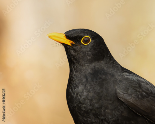 Male European Blackbird in profile © rhoenes