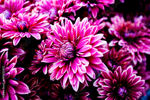 Macrophoto of an amazing chrysanthemums. Bright autumn flowers of rich purple color. You can see the petals and all the details. Selective focusing for better effect
