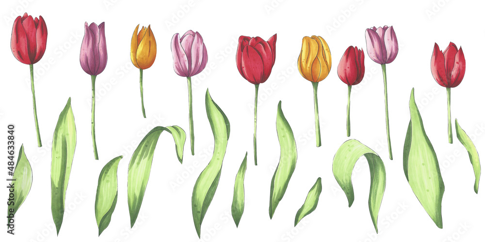 Naklejka premium A set of bright marker hand drawn tulips. Flower illustration for the design of sites, posts, publications, paper, social networks, prints, your own designs