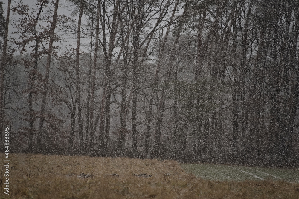 Las podczas śnieżycy ( opady śniegu) , drzewa , śnieg , wiatr . - obrazy, fototapety, plakaty 