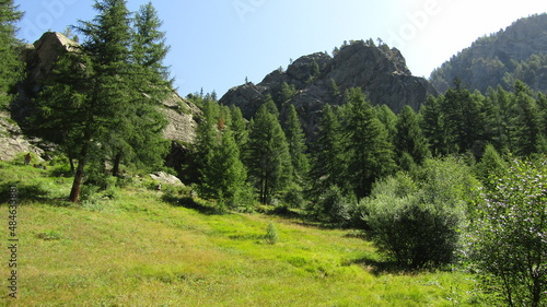 Tableau sur toile conifere sempre verdi montane