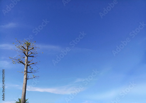 tree on blue sky background
