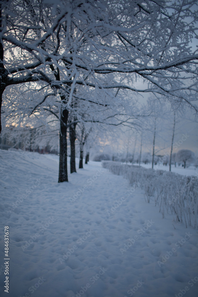 snow covered trees