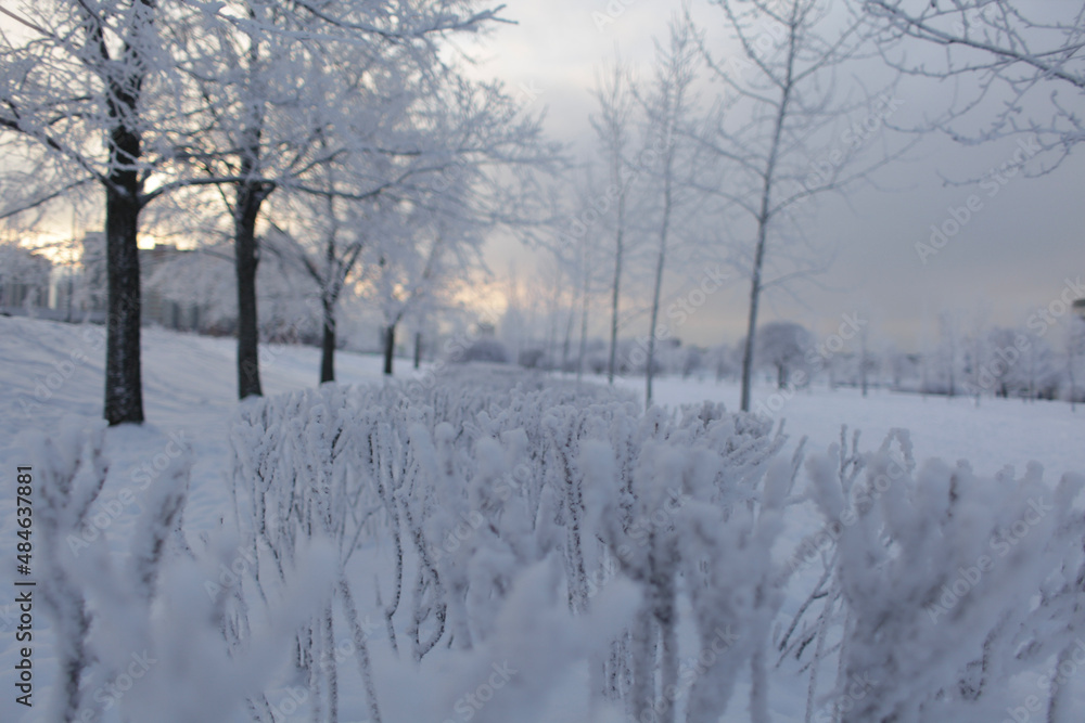 Obraz premium snow covered trees