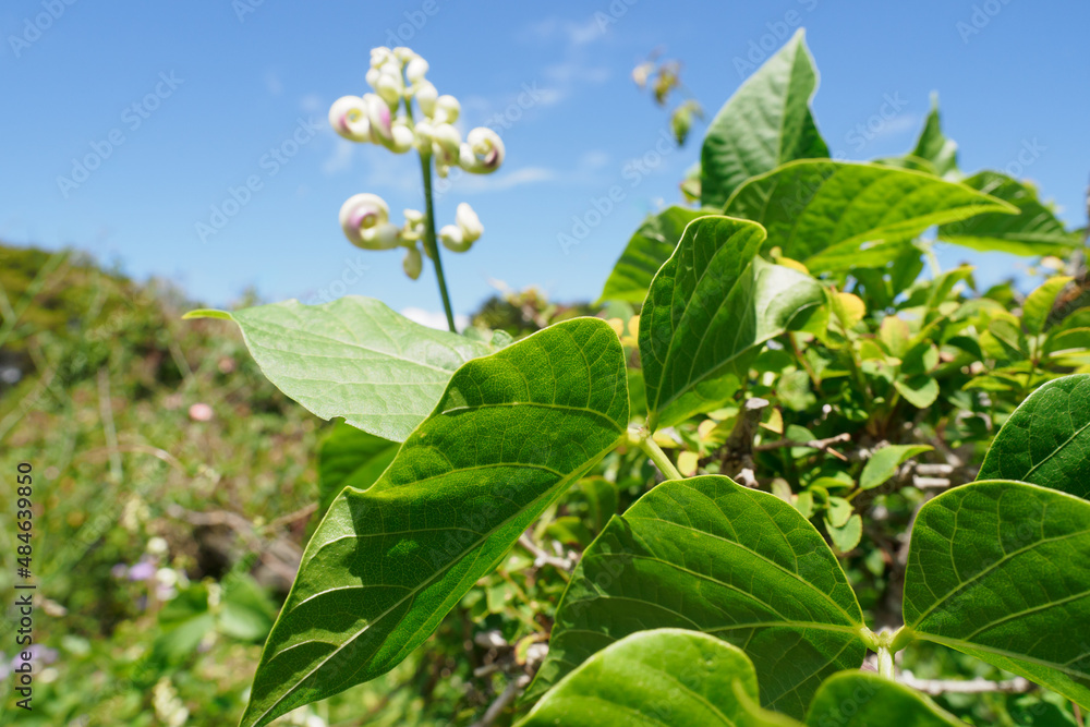 Corkscrew Snail Vine Vigna Caracalla plant flower Corkscrew Snail Vine Vigna Caracalla plant flower