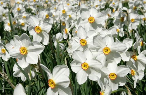 white daffodils in park, filling the picture