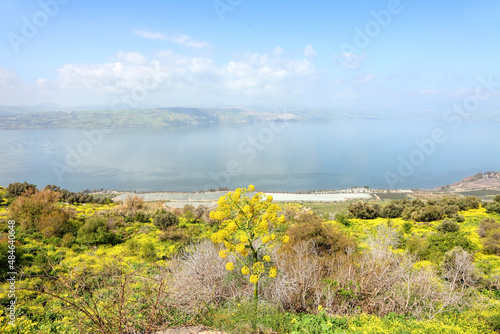 Принти на полотні Beautiful wild flowering landscape on Kinneret