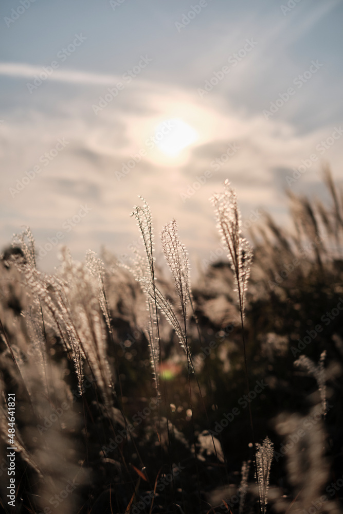 Obraz premium sunset in the field