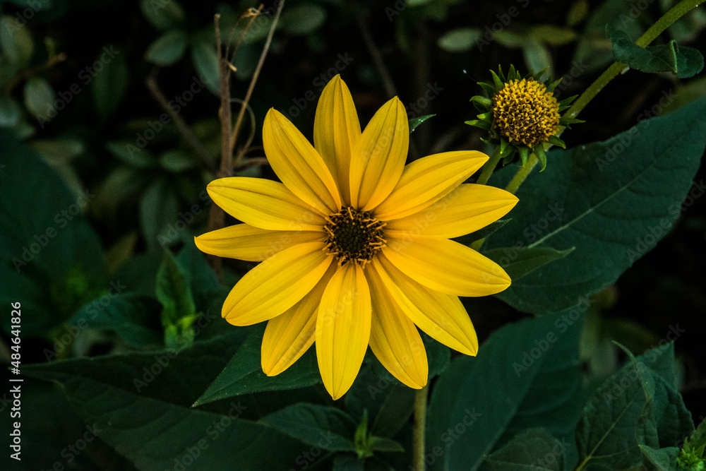 Fototapeta premium Coreopsis verticillata 10
