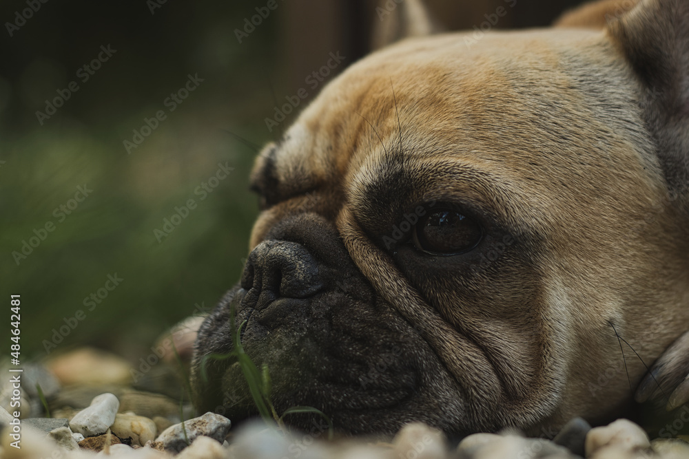 French Bulldog French Bulldog