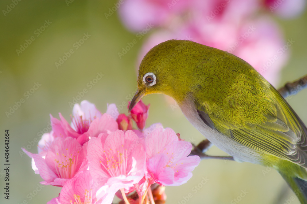 みどりとももいろ