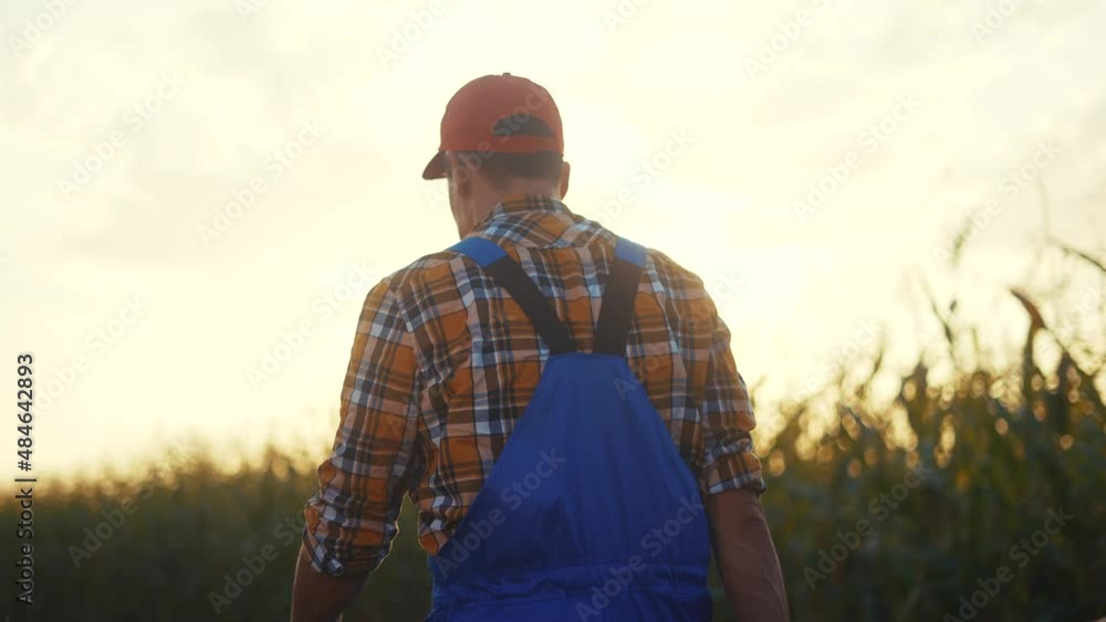 agriculture. corn field business concept. close-up a of farmer walk feet in boots with shovel walk on green field of grass corn at sunset. farmer walk agriculture eco concept agriculture. corn field business concept. close-up a of farmer walk feet in boots with shovel walk on green field of grass corn at sunset. farmer walk agriculture eco concept