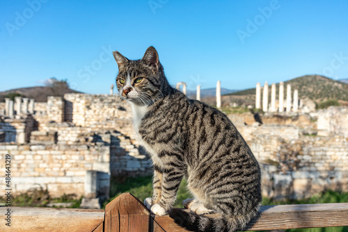 Cat is walking through the Afrodisias Ancient city ruins. (Aphrodisias) was named after Aphrodite, the Greek goddess of love. The UNESCO World Heritage. Aydın, Turkey. © Alexey Pelikh