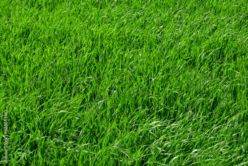 Background of fresh juicy green grass on the field
