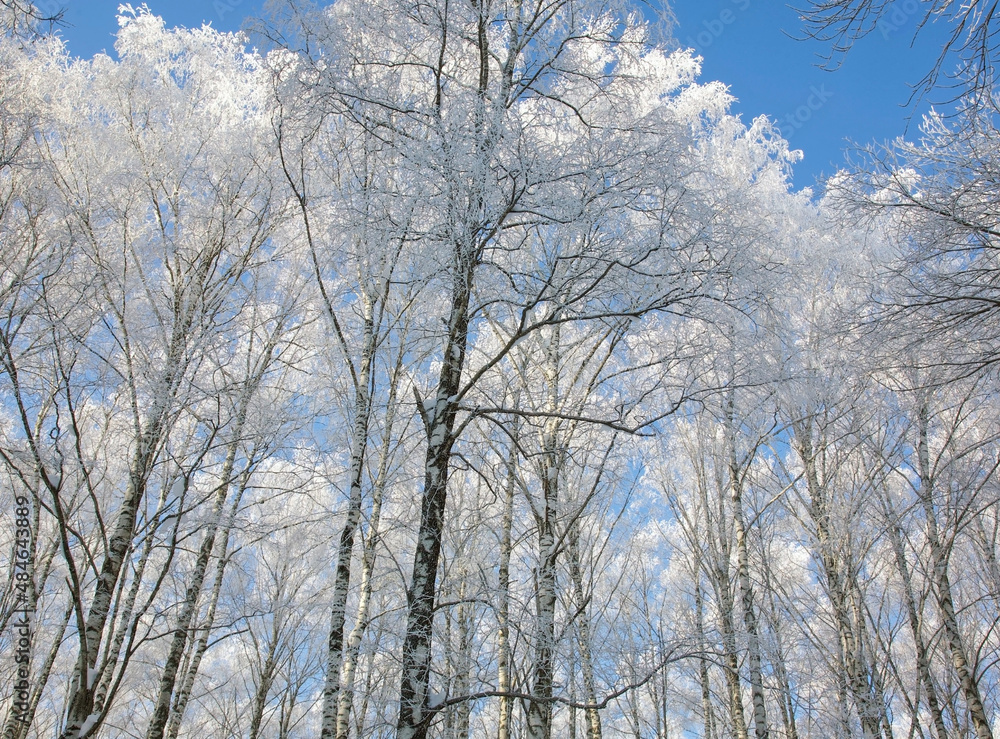 Fluffy snowy white tops of winter birches against a sunny blue sky. Fluffy snowy white tops of winter birches against a sunny blue sky.