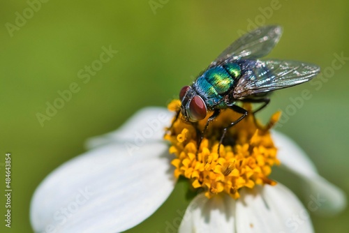 fly on a flower