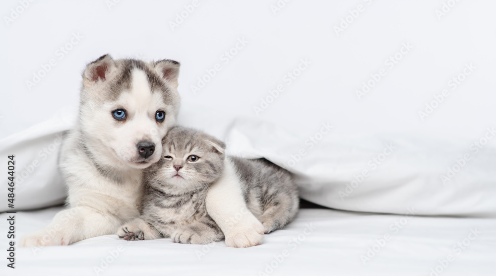 A small blue-eyed husky puppy and a striped kitten of a Scottish breed lying under a blanket at home and hugging A small blue-eyed husky puppy and a striped kitten of a Scottish breed lying under a blanket at home and hugging
