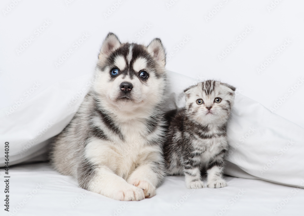 A small blue-eyed husky puppy and a tabby kitten of a Scottish breed lying under a blanket at home