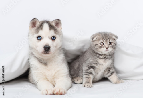 Small blue-eyed husky puppy and tabby scottish breed kitten lying under blanket at home and looking at camera