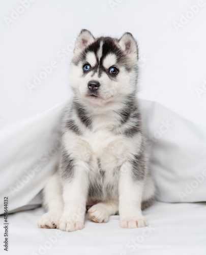 Little blue-eyed husky puppy sitting under a blanket at home