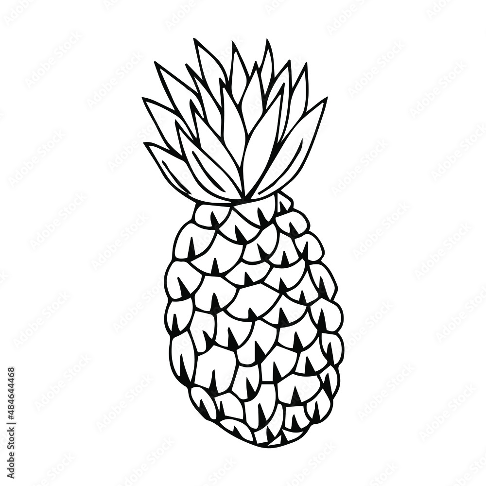 Obraz premium Pineapple hand drawing Isolated on a white background. Vector stock illustration.