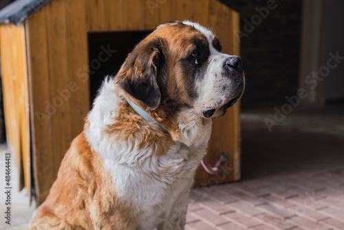 portrait of a dog, saint bernard portrait