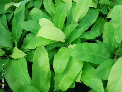 Close up of green leaves