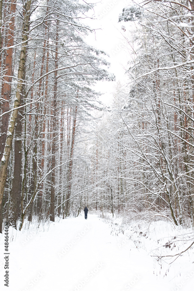 forest in winter forest in winter
