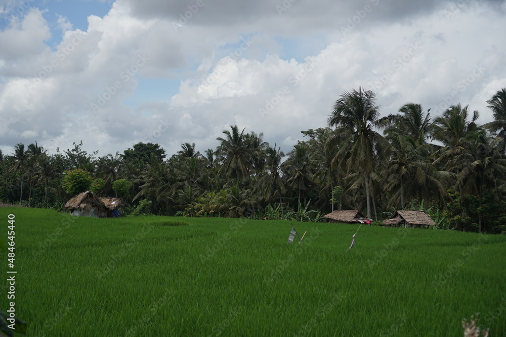 Obraz premium landscape with trees