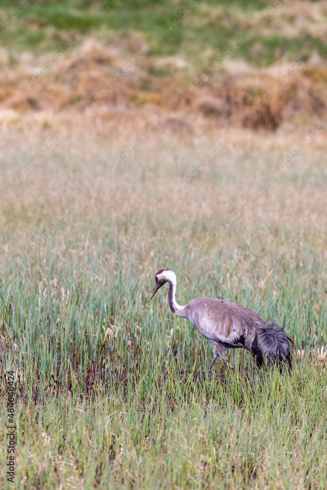 Fototapeta premium Alone Crane in a bog at spring