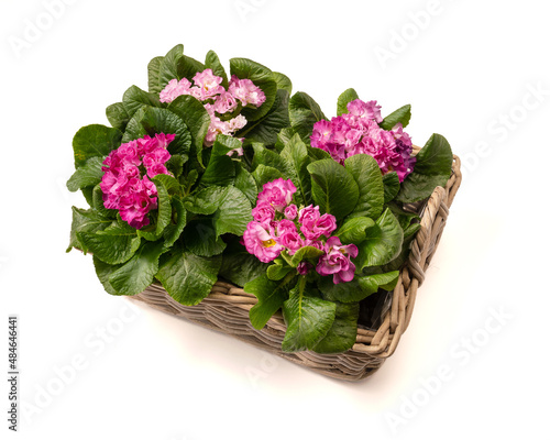 basket with cyclamen isolated white background