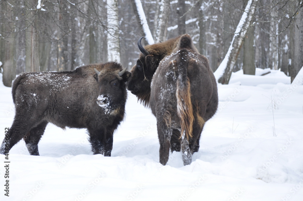Animals - traditionally (since Aristotle) distinguished category of organisms, currently considered as a biological kingdom. Animals - traditionally (since Aristotle) distinguished category of organisms, currently considered as a biological kingdom.