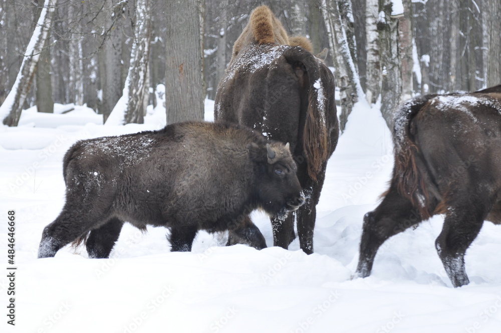 Animals - traditionally (since Aristotle) distinguished category of organisms, currently considered as a biological kingdom. Animals - traditionally (since Aristotle) distinguished category of organisms, currently considered as a biological kingdom.